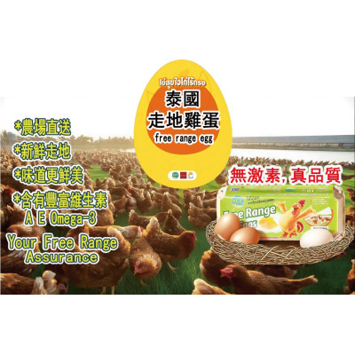 冷- 泰國放養雞蛋L碼 10/盒*16/箱 (原箱出貨)