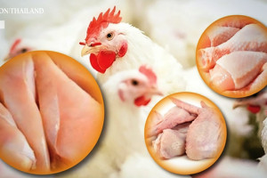 為何泰國無激素雞肉更健康？